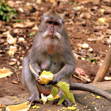 Bali – Monkey Forest
